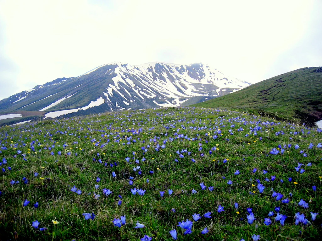 Wildflower meadow leading up toward the snow-covered slopes near Gergeti Glacier.