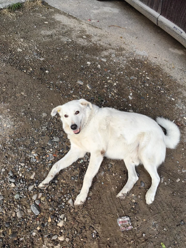 A white street dog wanders in Tbilisi, illustrating the city's many stray animals.