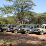 Kenya Safari Choices: Self-Drive Freedom or a Guide's Trained Eye