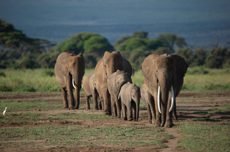 Kenya Safari Vaccinations: What’s Required, What’s Wise