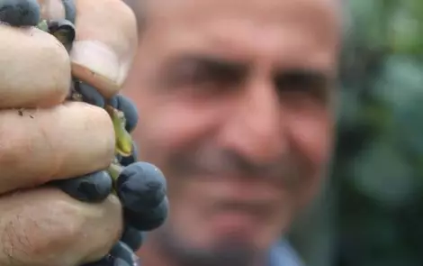 Amiran Vepkhvadze’s Wine Cellar — Wine in Imereti, Georgia